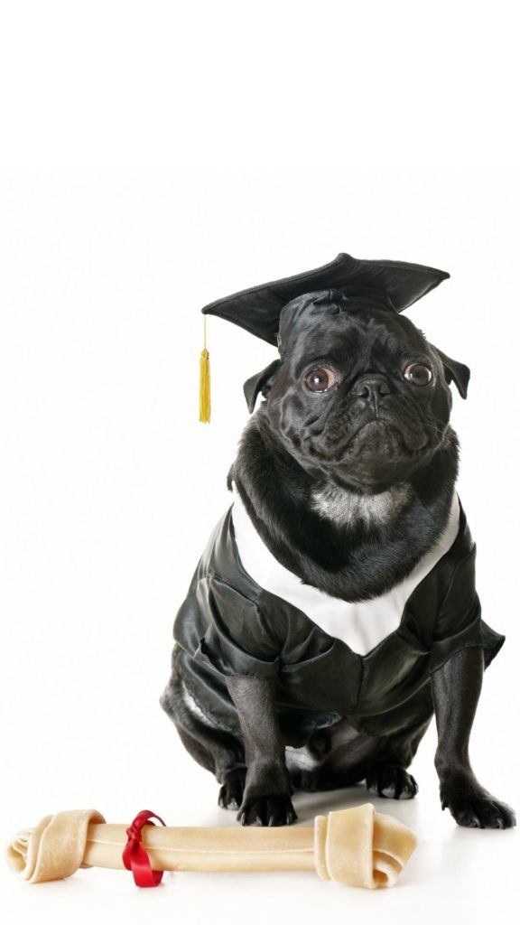 pug graduation