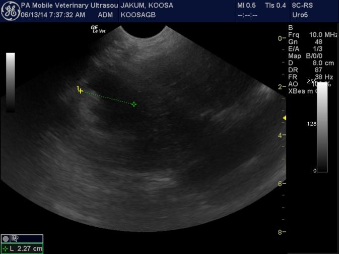 Gallbladder at 15 min. Short axis.