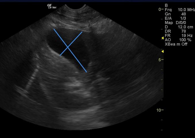 Long Axis Right Intercostal Canine Gallbladder
