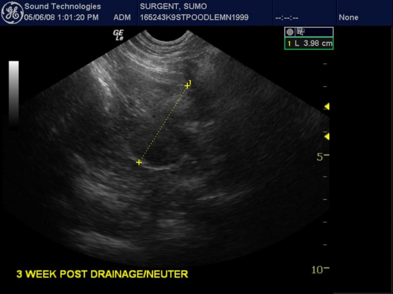 post neuter ultrasound
